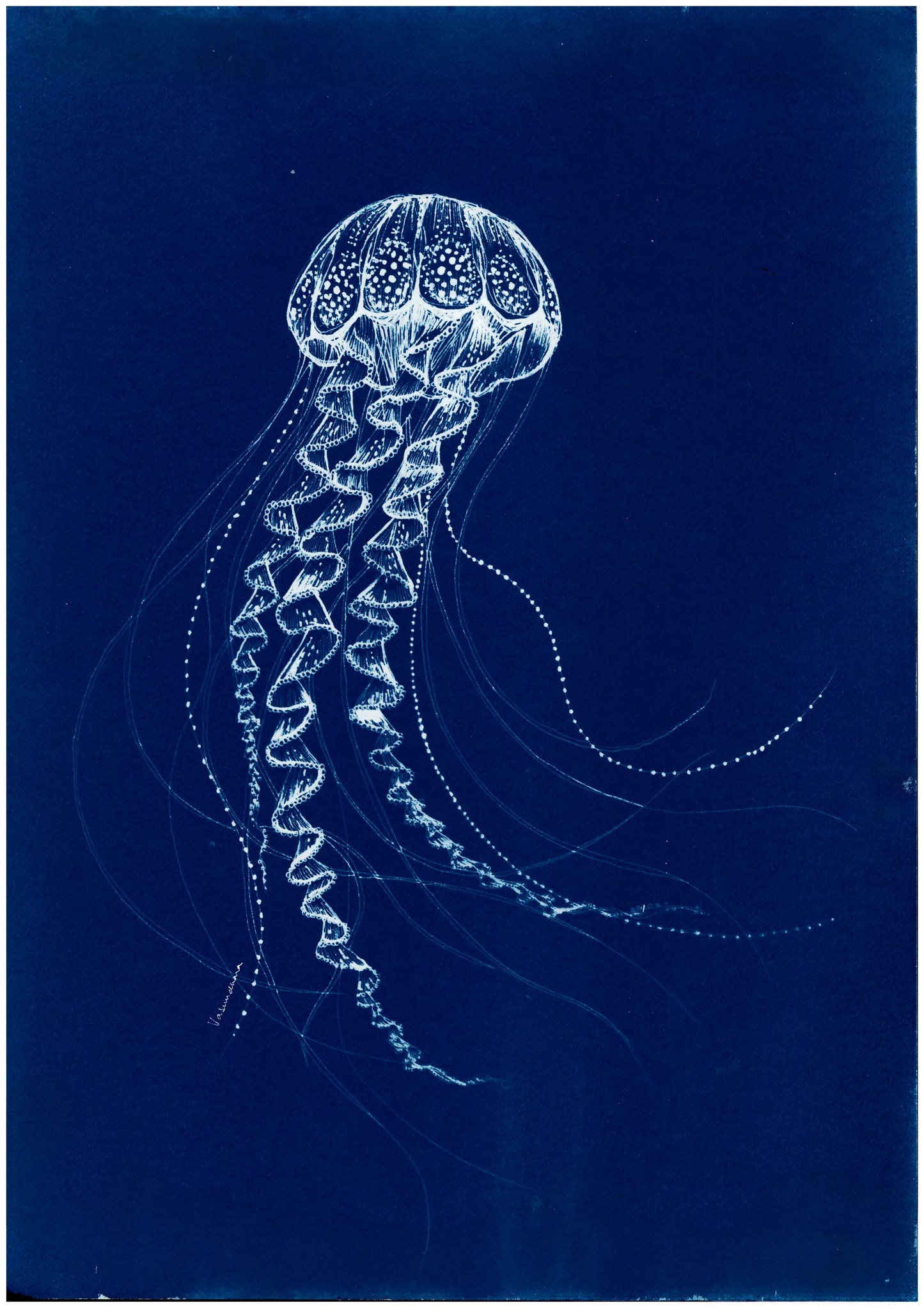 Jellyfish