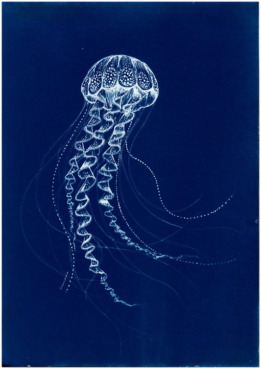 Jellyfish