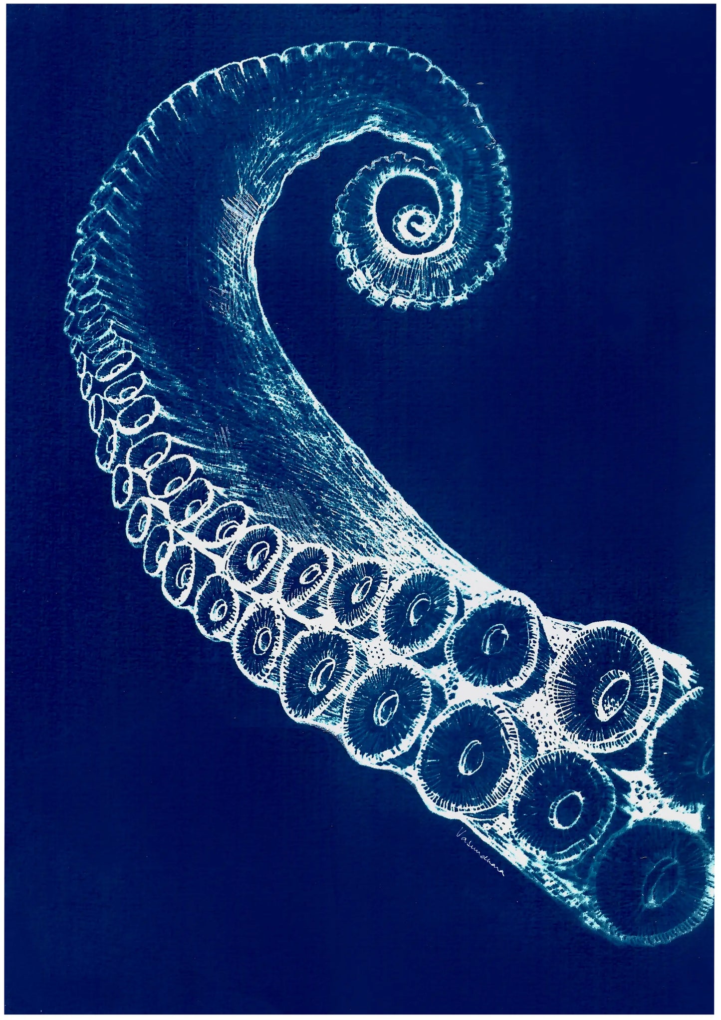 Octopus reaching out