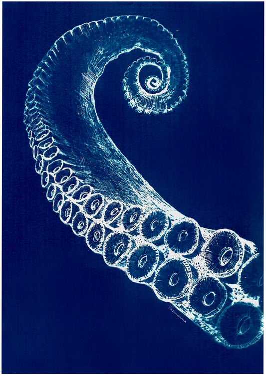 Octopus reaching out