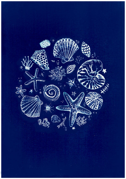 Seashells